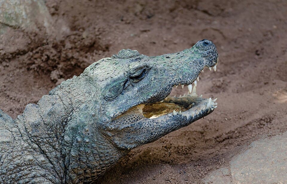 Bioparc Fuengirola