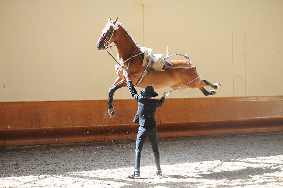 Cadre Noir Riding School