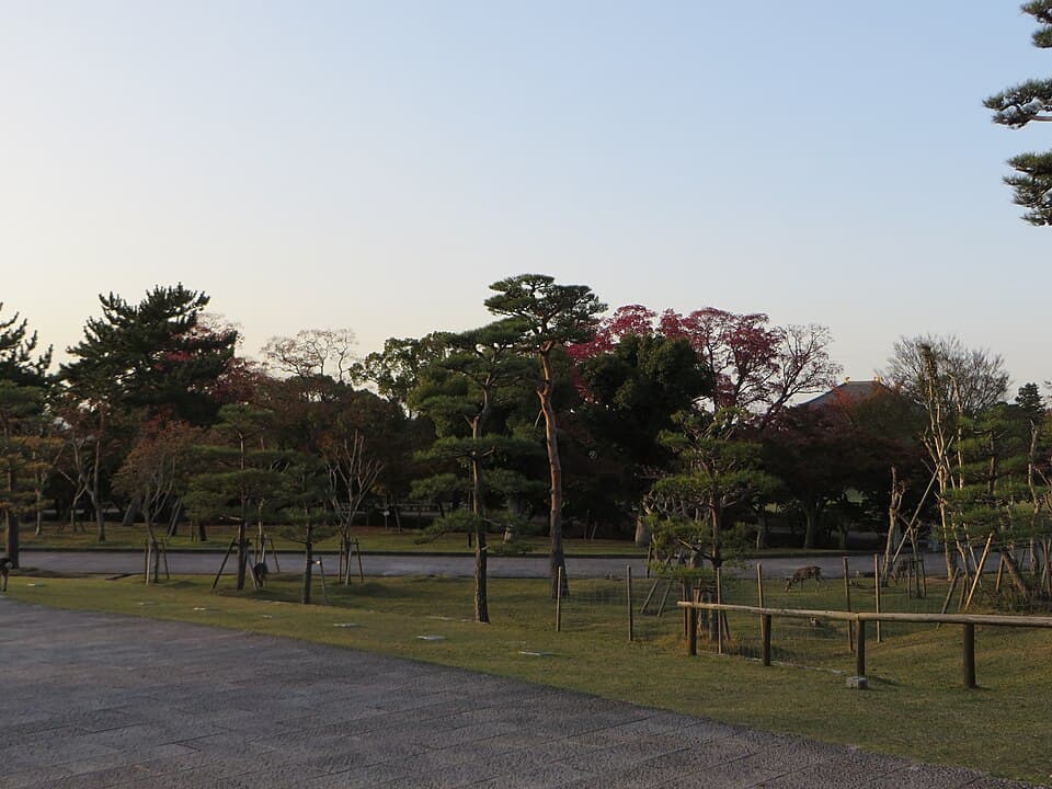 Ciervos del parque de Nara