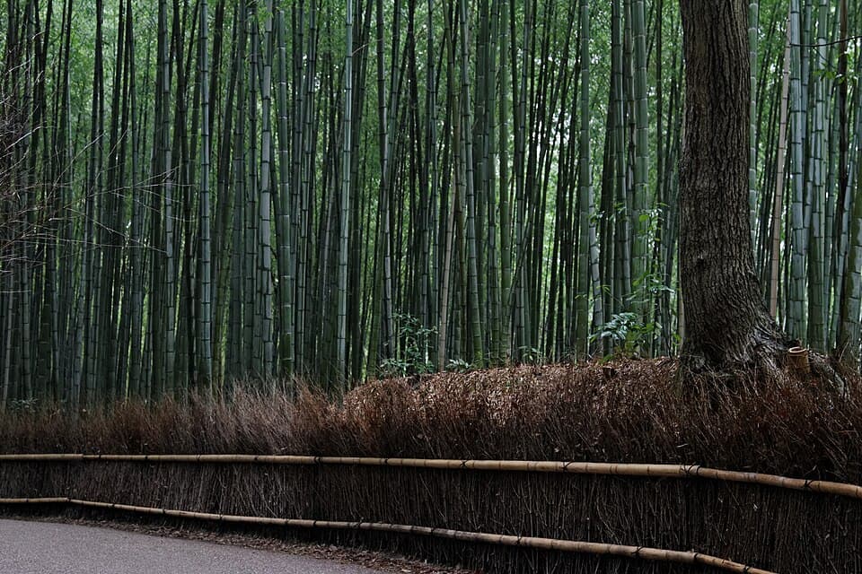 Bambuswald von Arashiyama