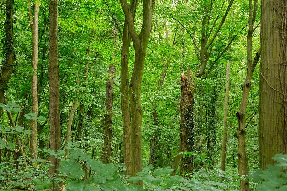 हाइन प्रकृति उद्यान