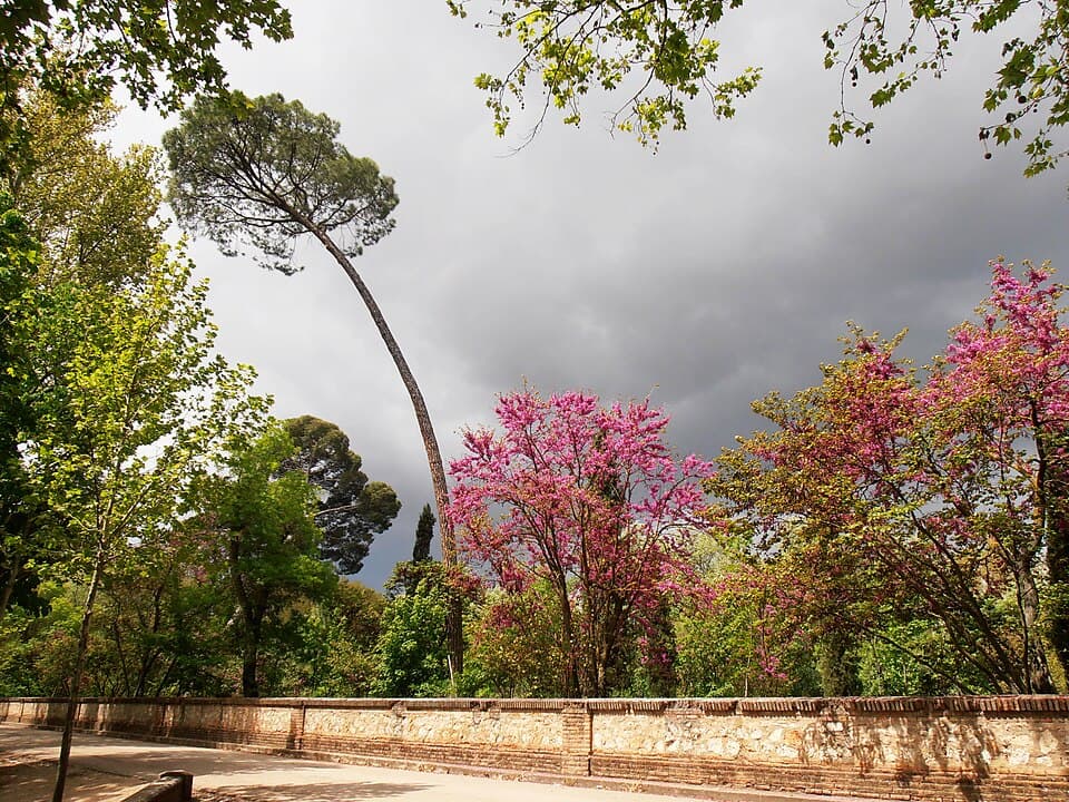 Jardín del Príncipe