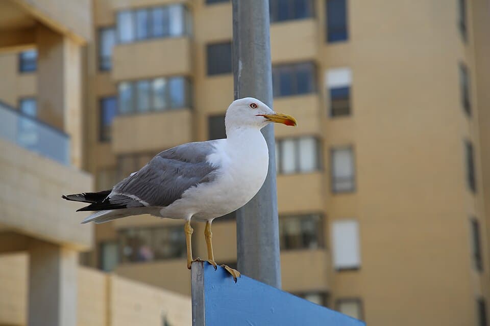Espinho